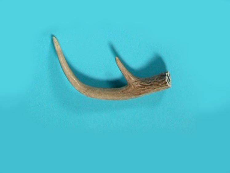 Deer Antler Points buy Tips - 2 1/2-3 5/8 Inches - 14 Pieces - Lot No. 220327-DDD